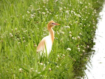 アマサギ 浮島ヶ原自然公園 2024年6月1日(土)