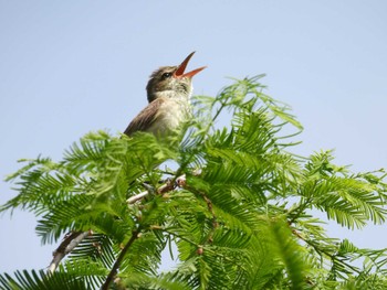 Oriental Reed Warbler 打上川治水緑地 Wed, 5/22/2024