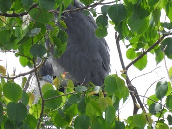 Grey Heron 打上川治水緑地 Wed, 5/22/2024