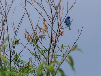 2024年6月1日(土) 発寒川緑地(札幌市西区)の野鳥観察記録