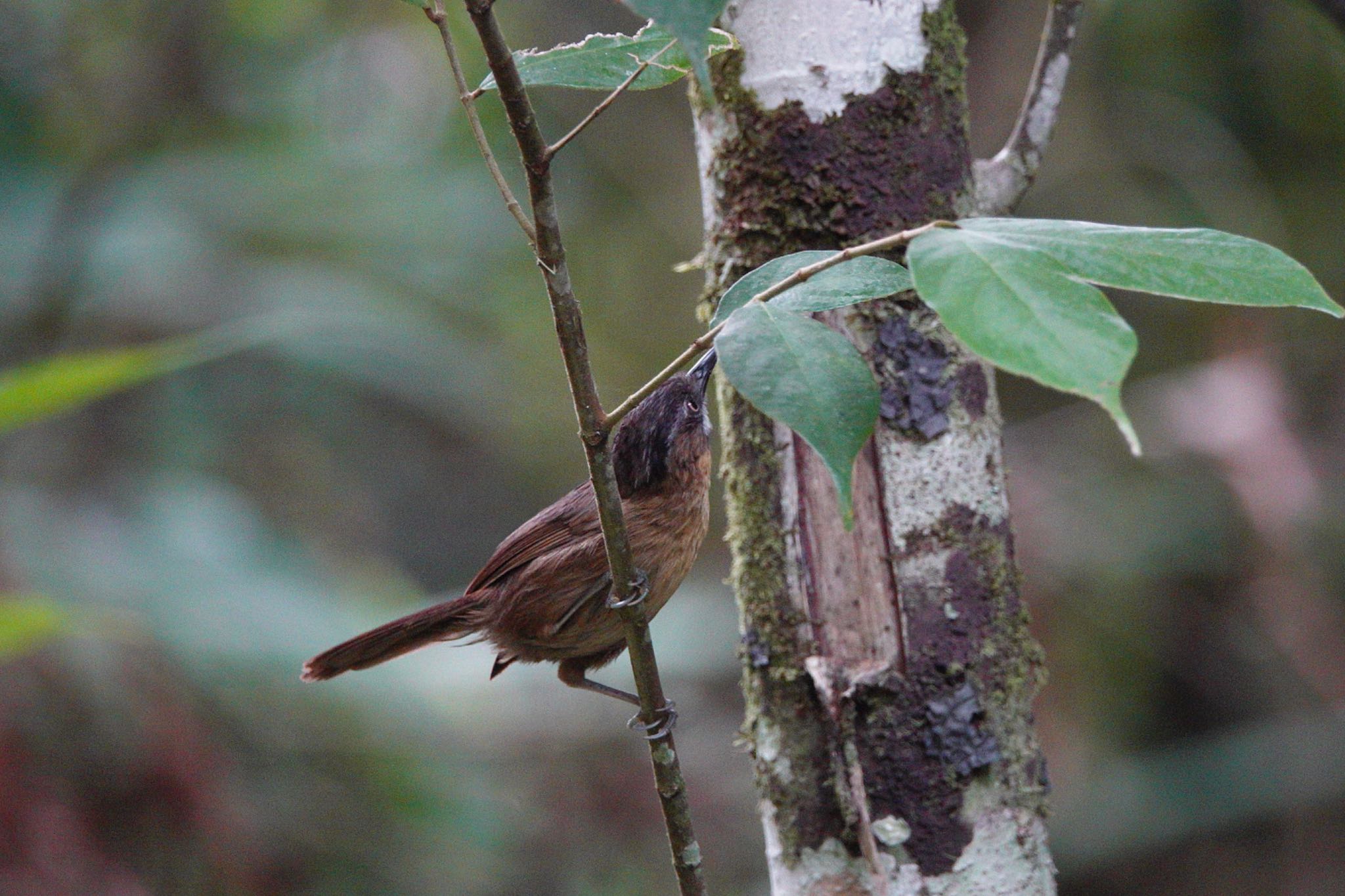 Photo of Grey-throated Babbler at Kinabaru park by のどか