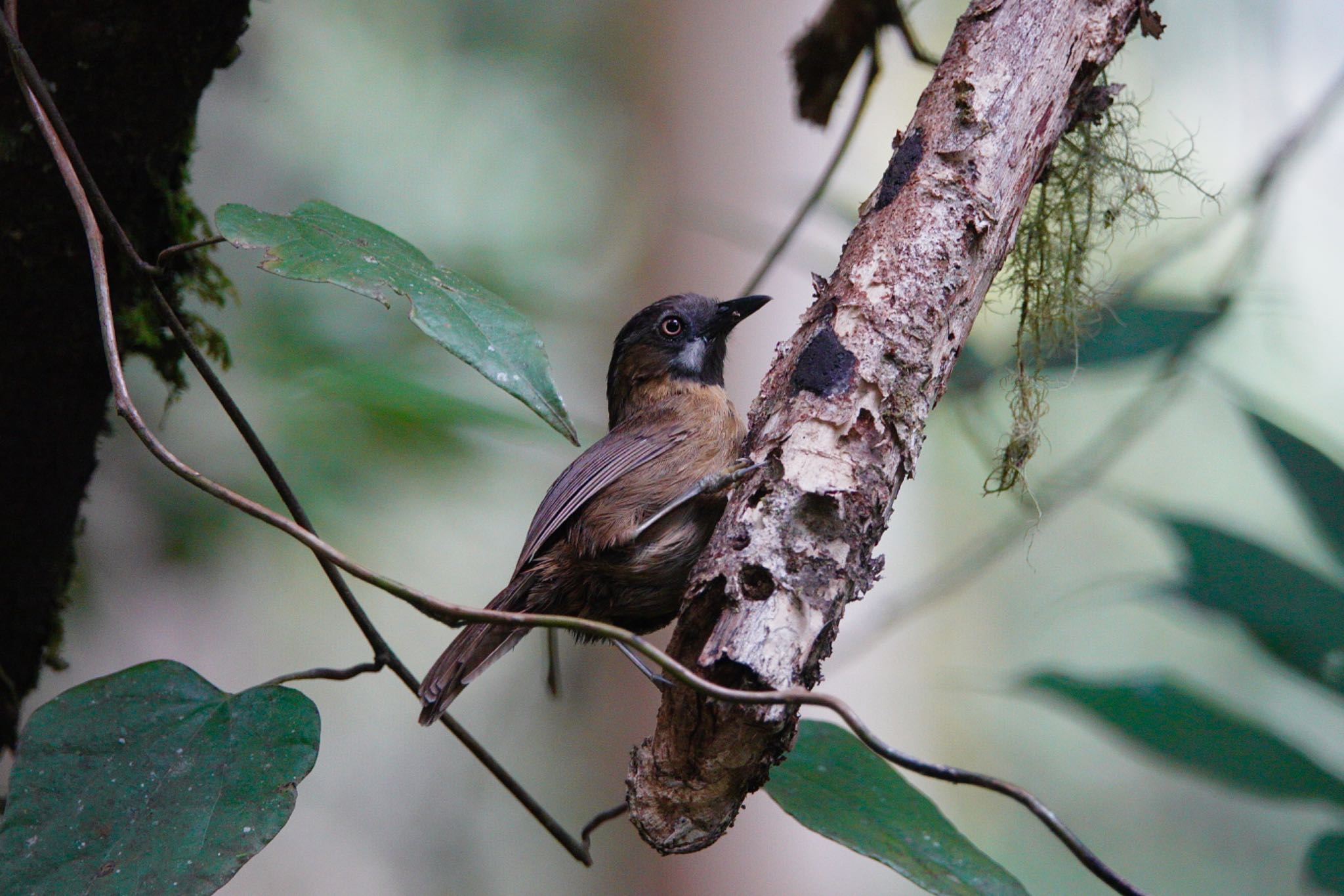 Grey-throated Babbler