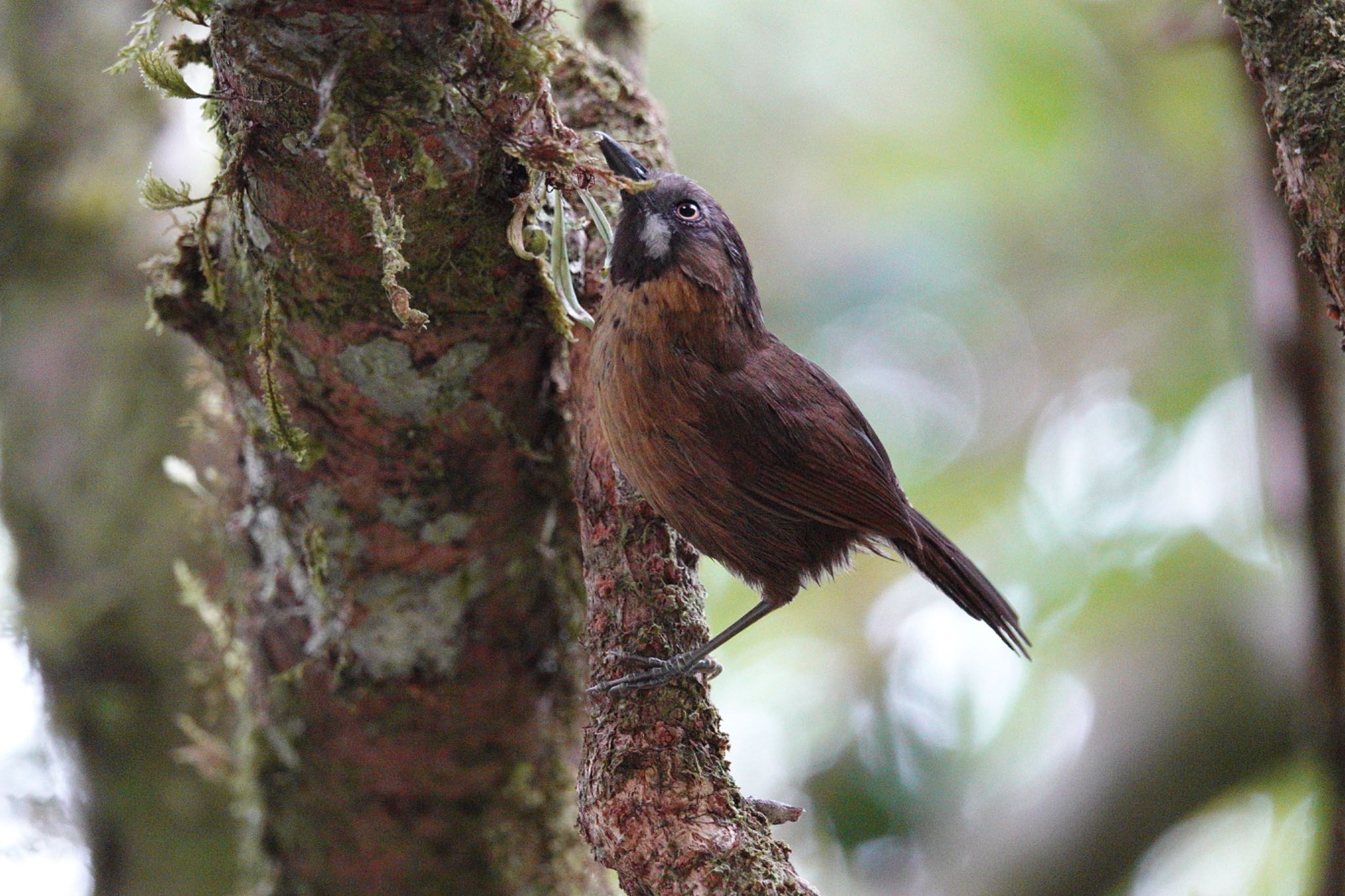 Grey-throated Babbler