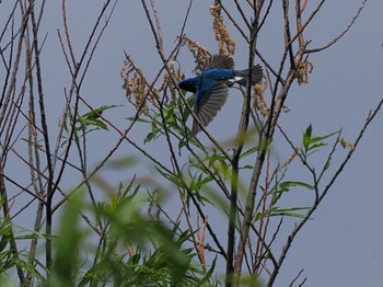 Sat, 6/1/2024 Birding report at 発寒川緑地(札幌市西区)