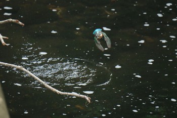 2024年6月1日(土) 門池公園(沼津市)の野鳥観察記録