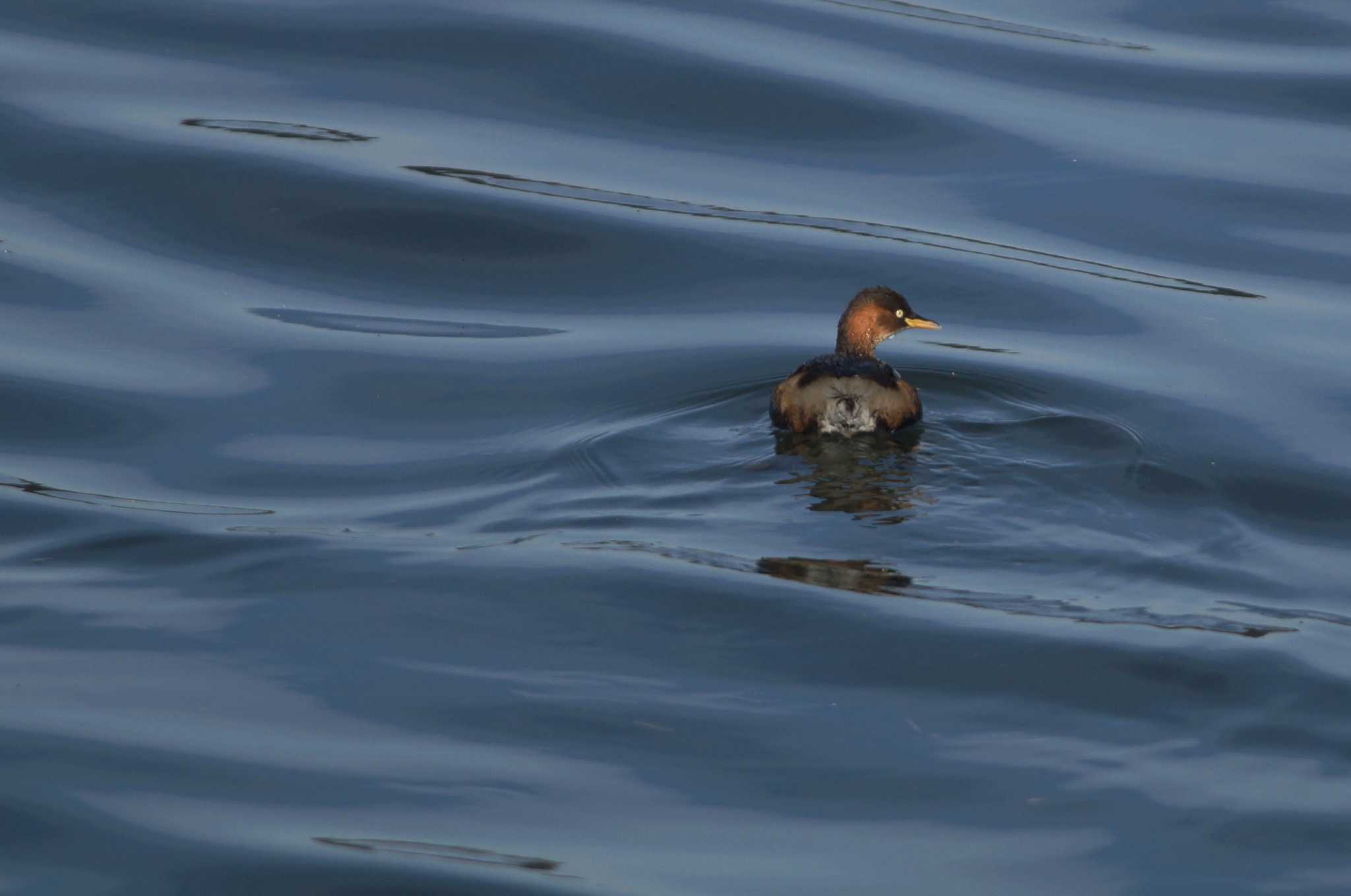 Little Grebe