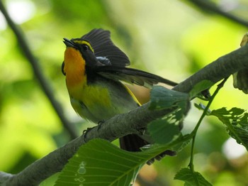 2024年6月1日(土) 左股川緑地(札幌市西区)の野鳥観察記録