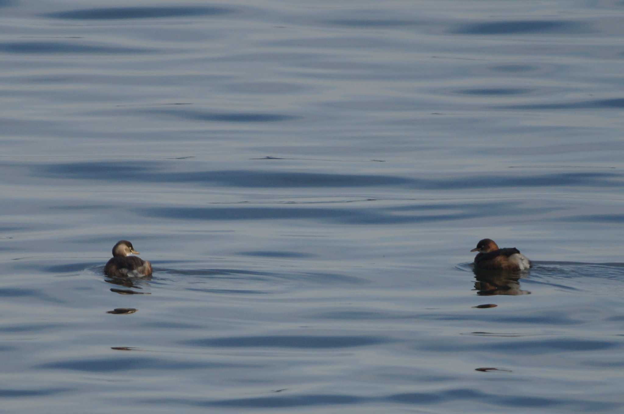 Little Grebe