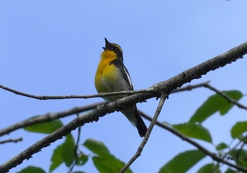 2024年6月1日(土) 六甲山の野鳥観察記録