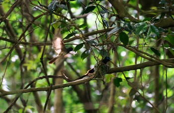 2024年6月1日(土) 八王子城跡の野鳥観察記録