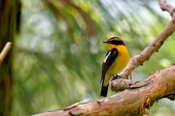 Narcissus Flycatcher 日向渓谷 Sat, 6/1/2024