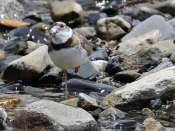 2024年6月1日(土) 鴨川の野鳥観察記録