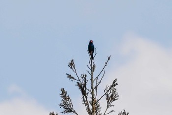 2024年6月1日(土) キョロロの森の野鳥観察記録