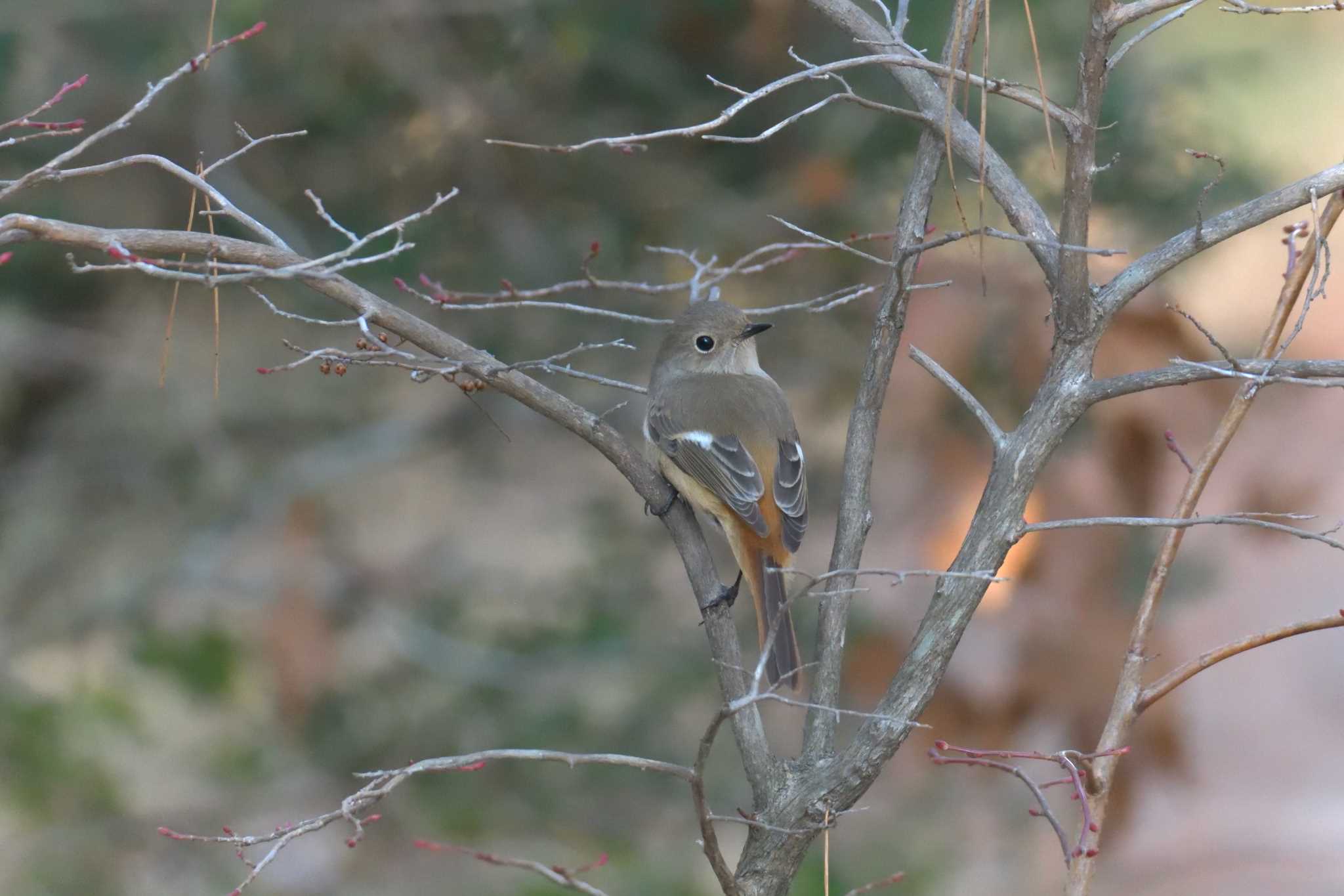 Daurian Redstart