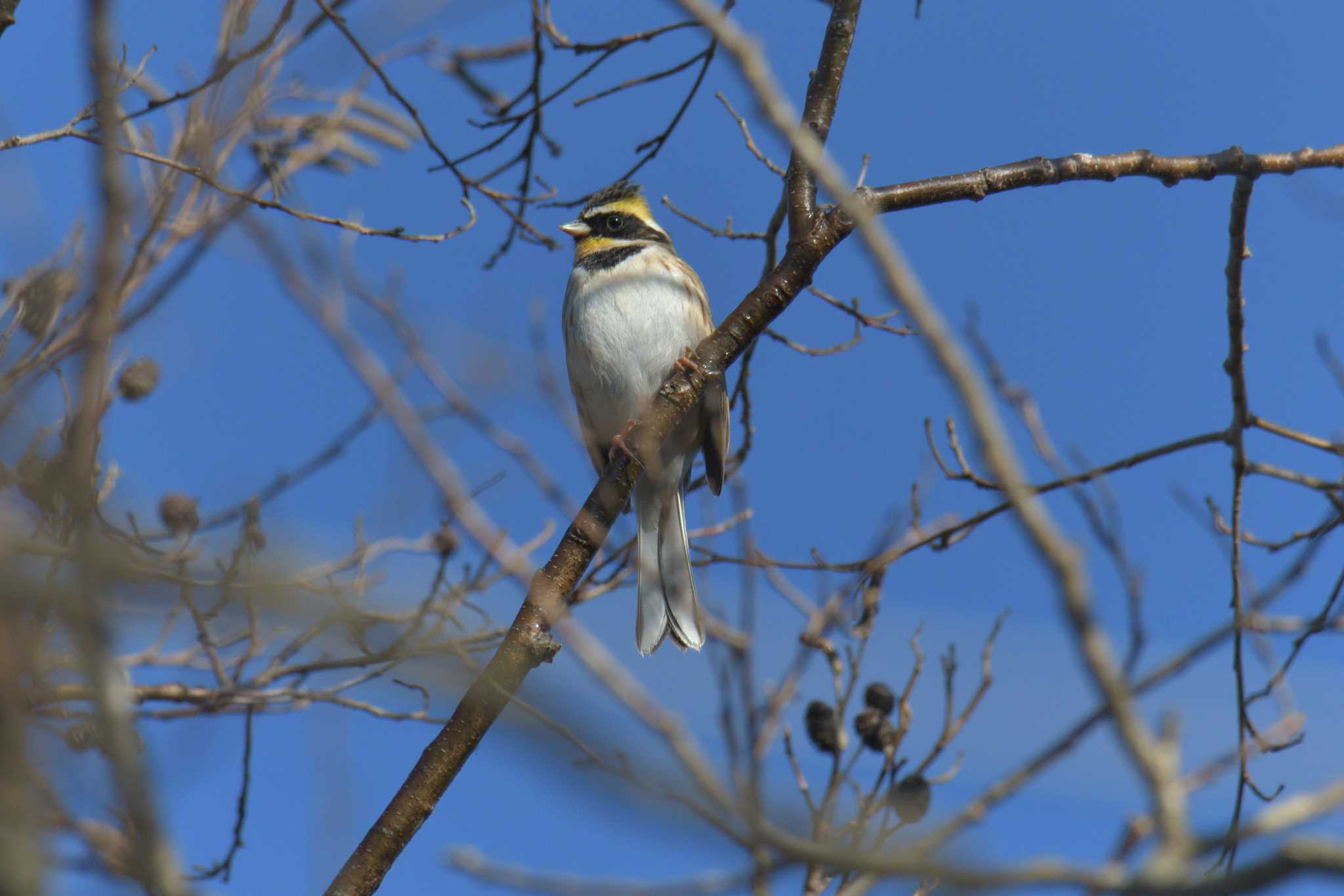 Yellow-throated Bunting