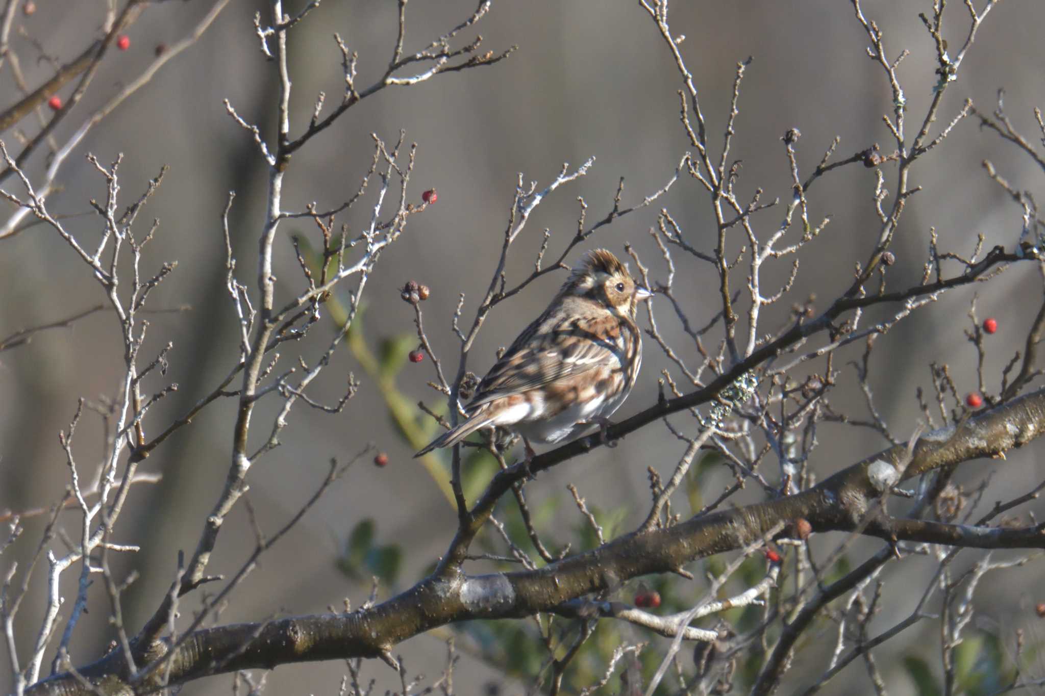 Rustic Bunting