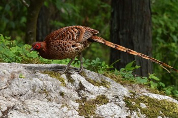 Sat, 5/25/2024 Birding report at 北多摩