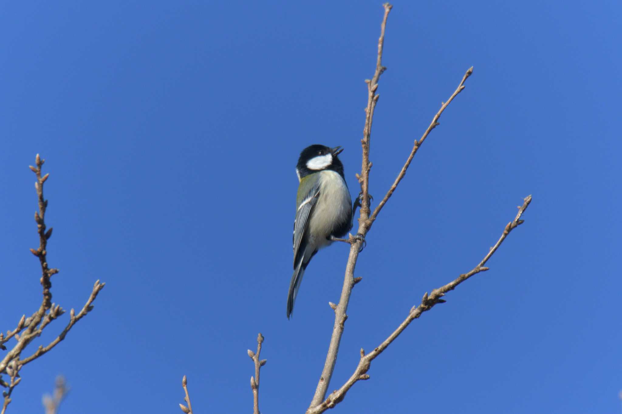 Japanese Tit