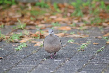 Oriental Turtle Dove 稲毛海浜公園 Sun, 6/2/2024