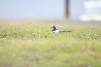 White Wagtail 稲毛海浜公園 Sun, 6/2/2024