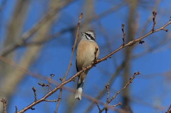 Sun, 1/13/2019 Birding report at Mie-ken Ueno Forest Park