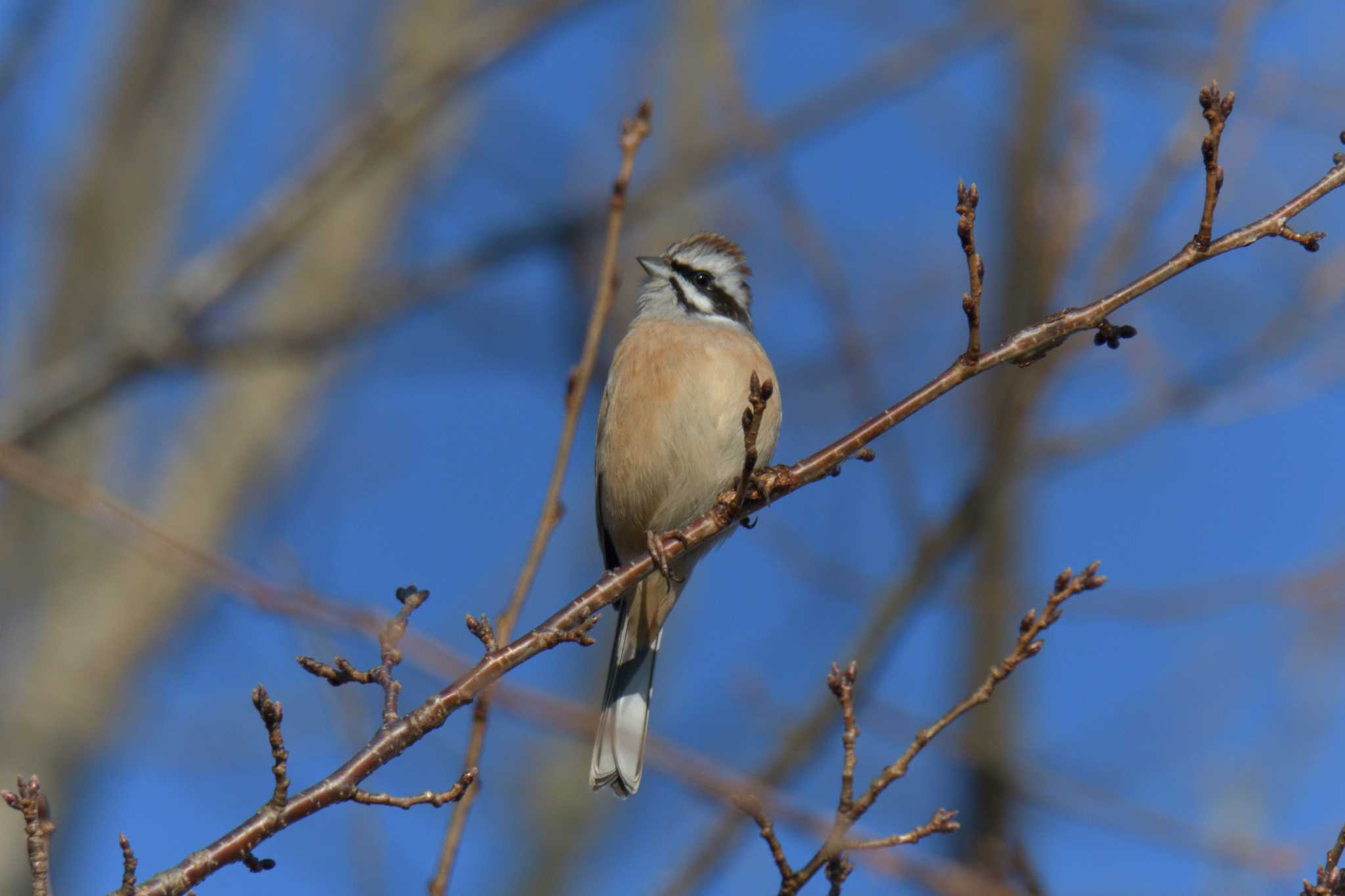 Meadow Bunting