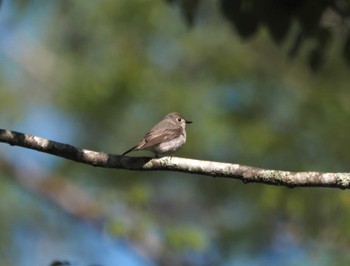 Asian Brown Flycatcher Togakushi Forest Botanical Garden Wed, 5/29/2024