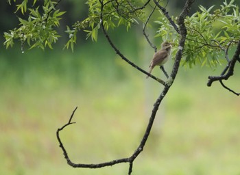 Oriental Reed Warbler 飯綱高原 Fri, 5/31/2024