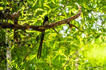 Black Paradise Flycatcher Unknown Spots Tue, 5/21/2024