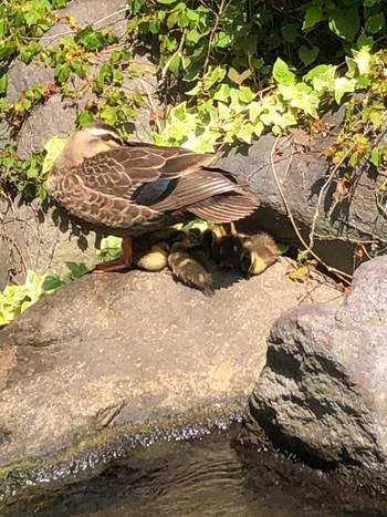 2024年6月1日(土) 新中川河川敷の野鳥観察記録