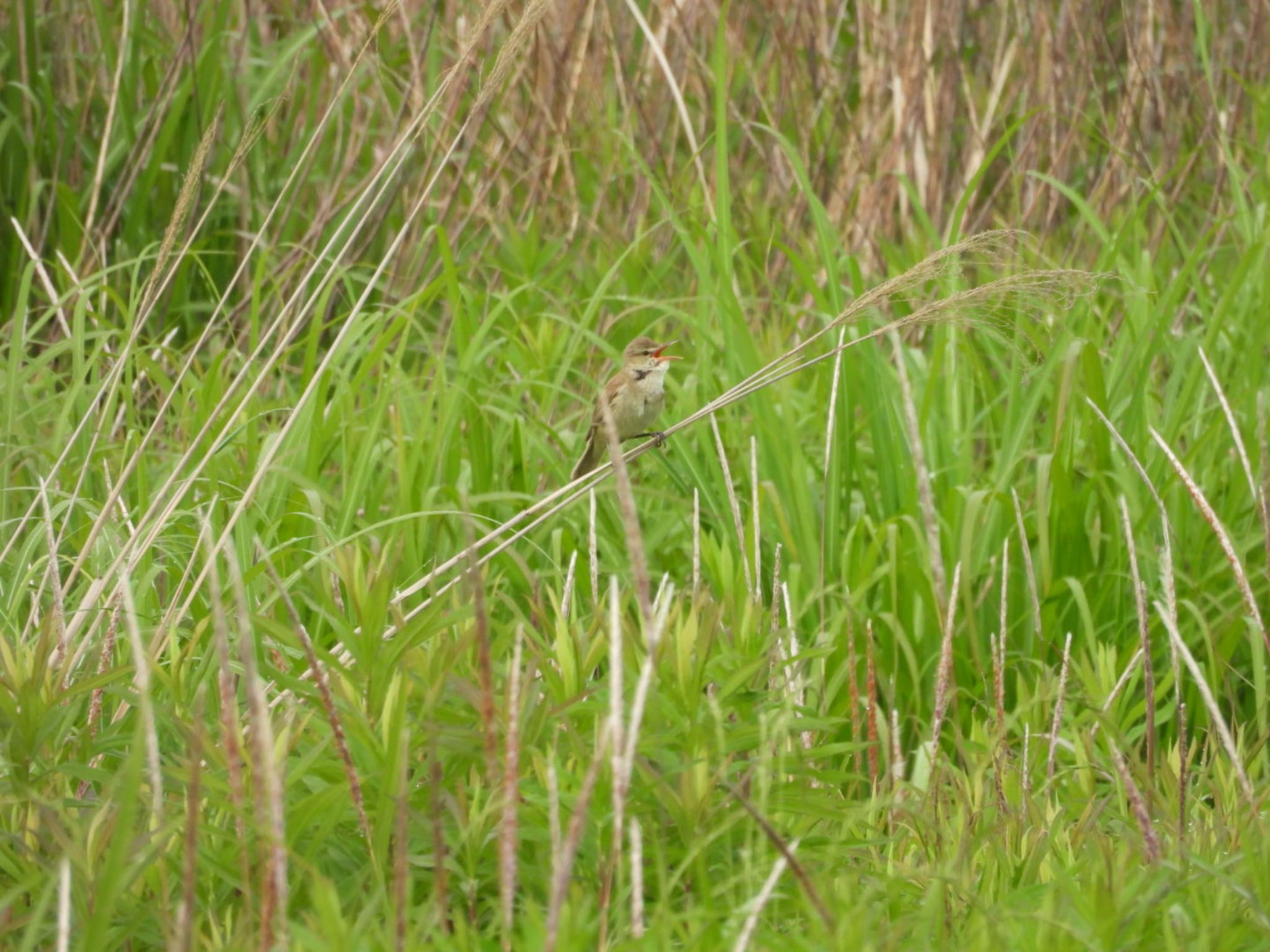 Photo of Oriental Reed Warbler at 三重県名張市 by ぷちな