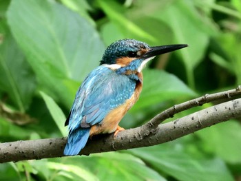 Common Kingfisher ギャザリアビオガーデン　フジクラ木場千年の森 Sun, 6/2/2024