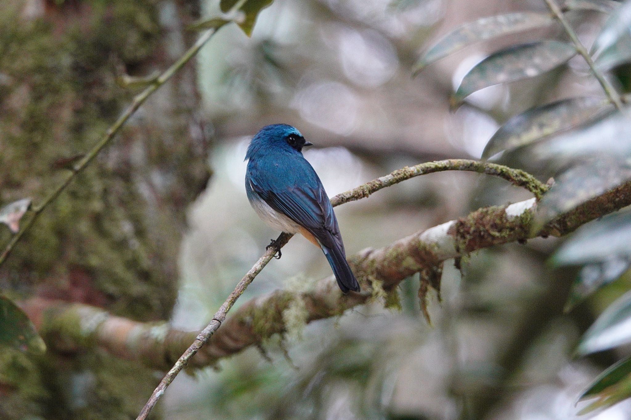 Indigo Flycatcher