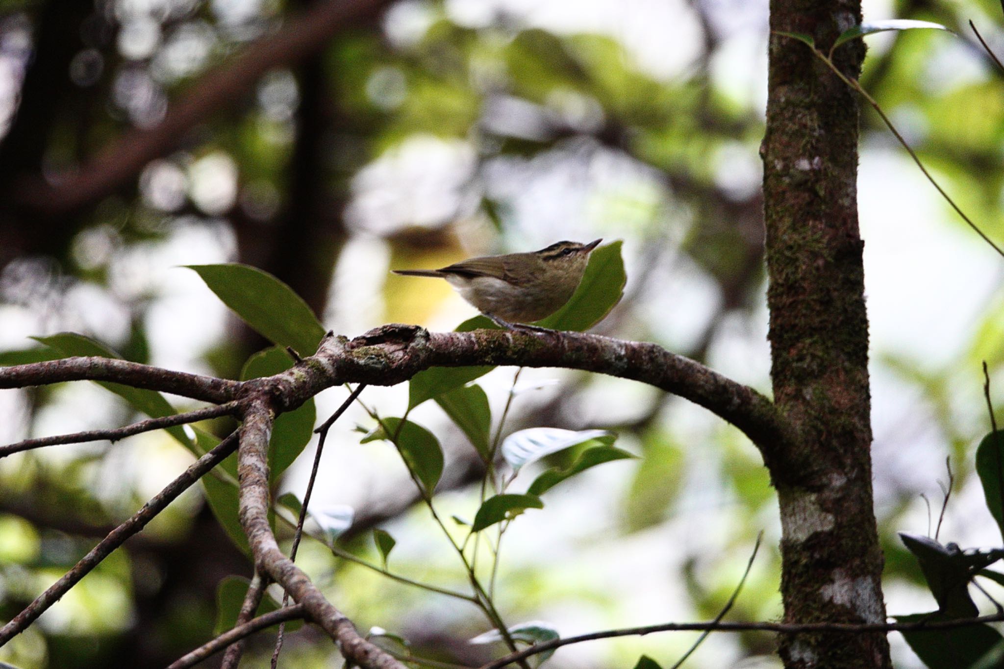 Mountain Leaf Warbler