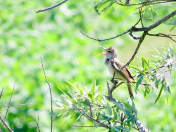 Oriental Reed Warbler 倶知安町 Sun, 6/2/2024