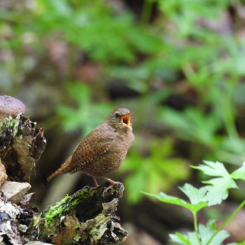 2024年6月1日(土) 雨乞岳(滋賀県)の野鳥観察記録