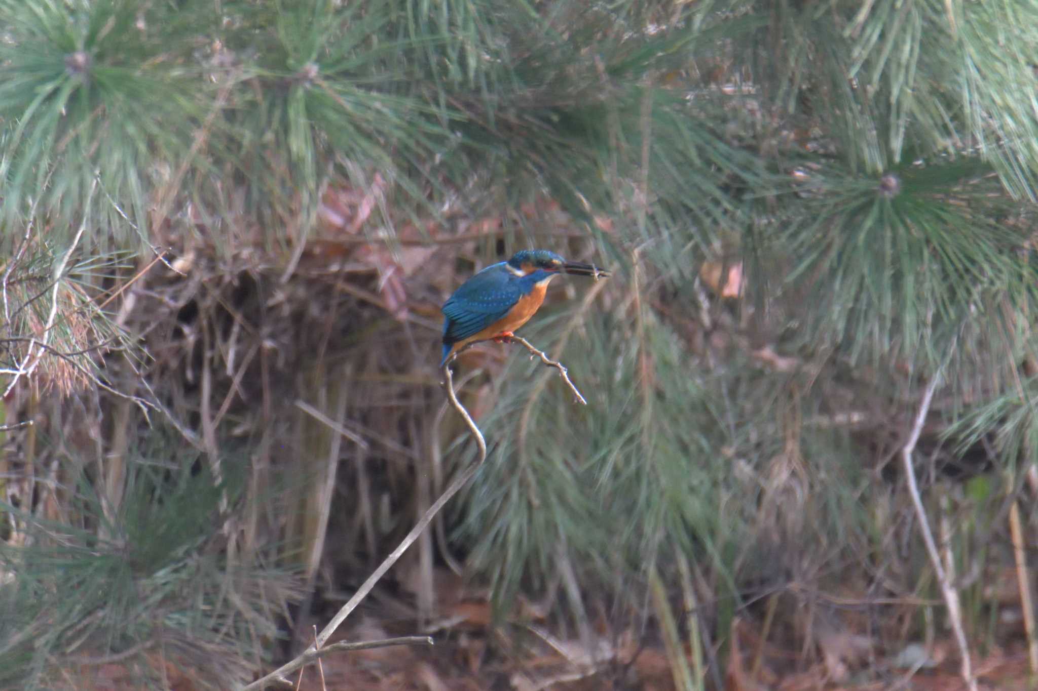 Photo of Common Kingfisher at Mie-ken Ueno Forest Park by masatsubo