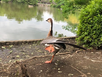 Swan Goose Oikeshinsui Park Sun, 6/2/2024