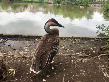 Swan Goose Oikeshinsui Park Sun, 6/2/2024