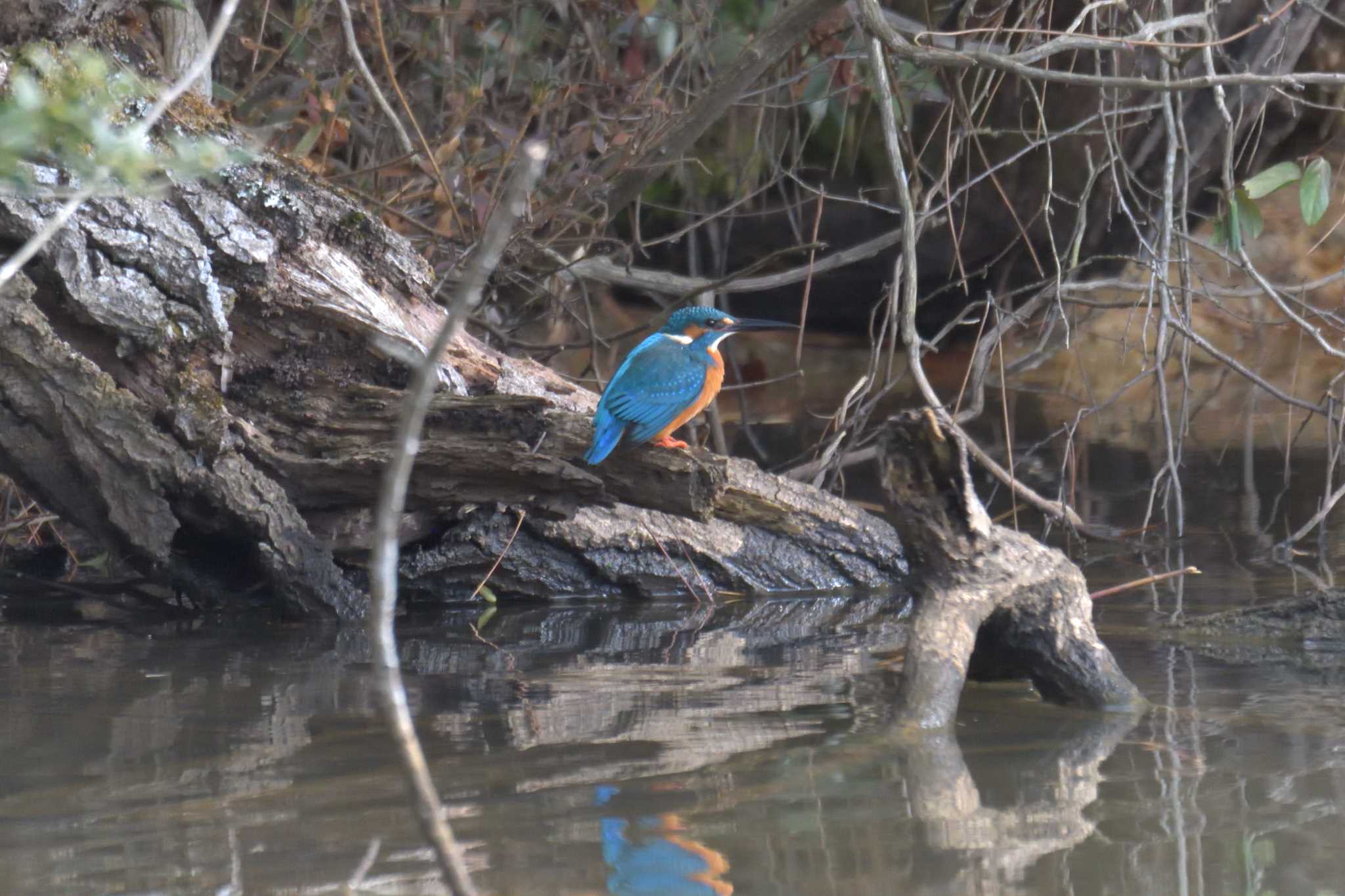 Common Kingfisher