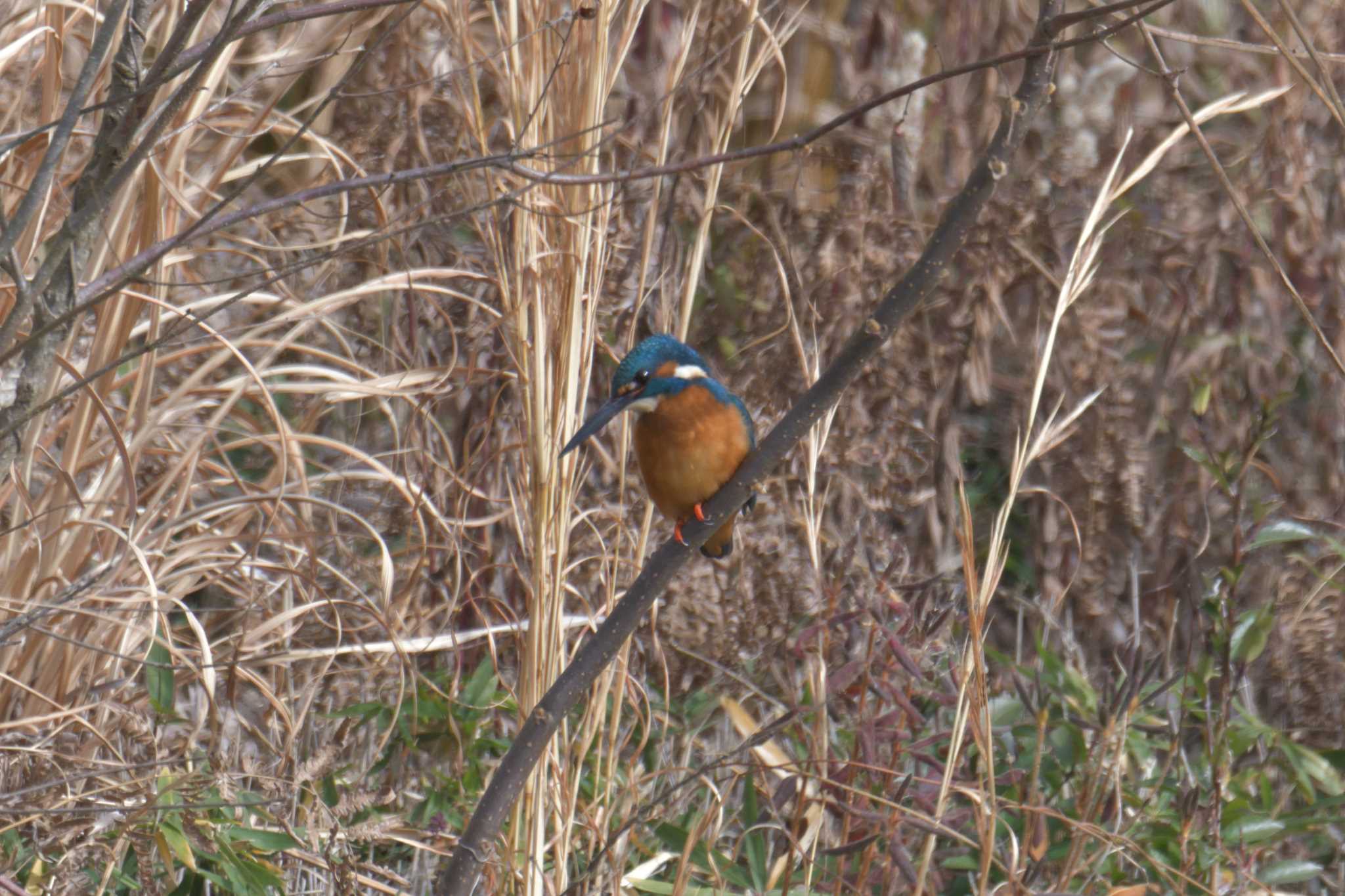 Photo of Common Kingfisher at Mie-ken Ueno Forest Park by masatsubo