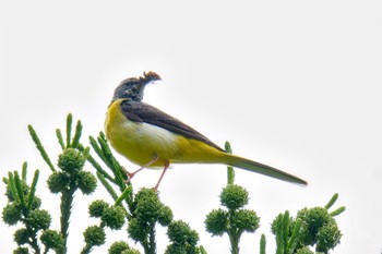 Grey Wagtail 日向渓谷 Sat, 6/1/2024