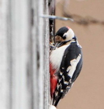 Great Spotted Woodpecker(japonicus) Unknown Spots Unknown Date