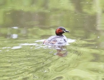 Little Grebe 大沼公園(北海道七飯町) Sat, 6/1/2024