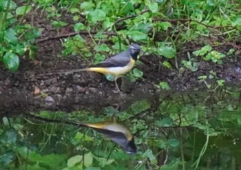 Grey Wagtail Miharashi Park(Hakodate) Sat, 6/1/2024