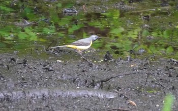 Grey Wagtail Miharashi Park(Hakodate) Sat, 6/1/2024