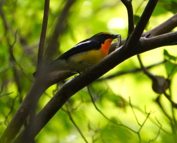 Narcissus Flycatcher Miharashi Park(Hakodate) Sat, 6/1/2024