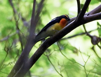 Narcissus Flycatcher Miharashi Park(Hakodate) Sat, 6/1/2024