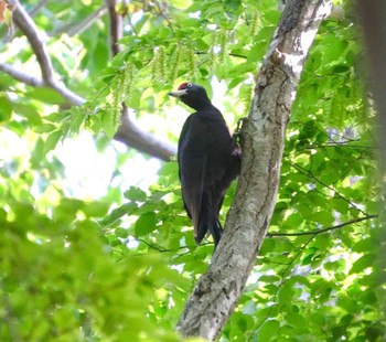 Black Woodpecker Unknown Spots Unknown Date