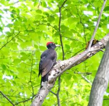 Black Woodpecker Unknown Spots Unknown Date